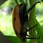 Pelidnota punctata  Grapevine Beetle
