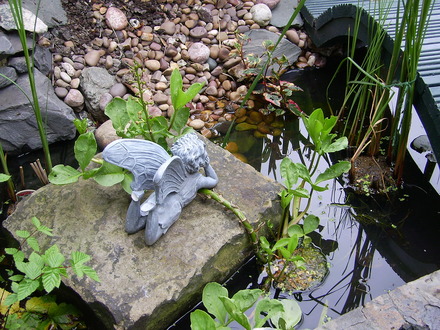 My little pond