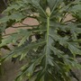 Gardeners ought to be even more adventurous (within reason) (Philodendron selloum)