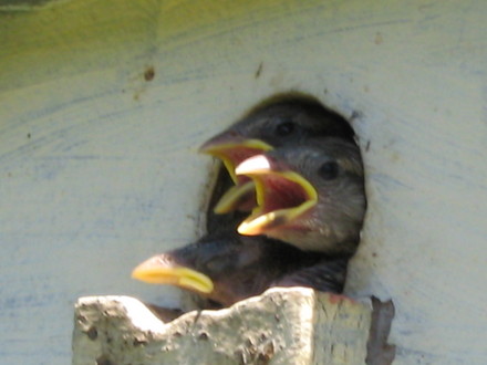 Sparrow babies...soon to fly.