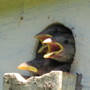 Sparrow babies...soon to fly.