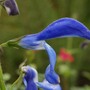 Salvia
