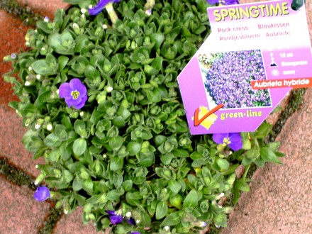 Aubretia (Aubretia Aureovariagata)