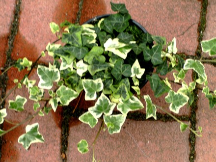 Hedera winterheart (Hedera helix (English ivy))