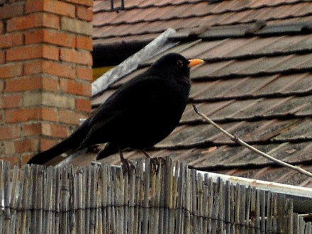 Blackie