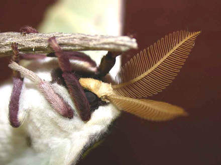 Luna Moth Antenna