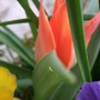 Orange_dwarf_tulip