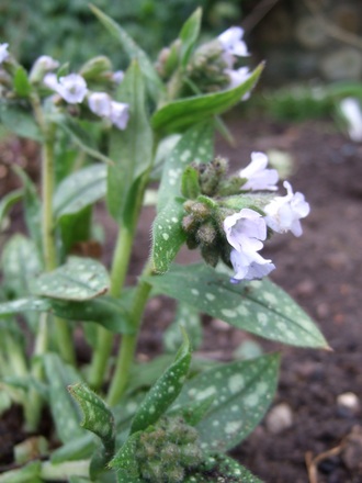 Pulmonaria 'Opal' (Pulmonaria 'Opal')