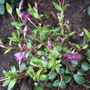Vinca_minor__atropurpurea_
