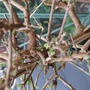 Solanum_buds_2