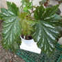 Begonia Aconitifolia+Silver Mist (begonia hybrid)