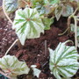 Begonia Anita Sherrad (Begonia hybrid)