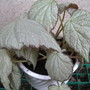 Begonia Two Faces (begonia hybrid)