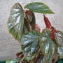 u168 (begonia)