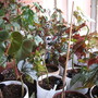 My begonia table (begonia)