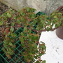 begonia foliosa (begonia)