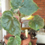 Begonia Credneri (begonia hybrid)