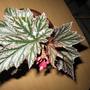 begonia ´Tiny Minx (begonia)