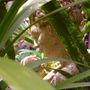 Statue_near_pond