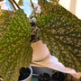 Begonia Avalanche (begonia hybrid)