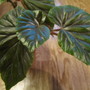 begonia Thurstonii (begonia hybrid)