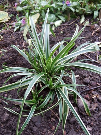 Carex morrowii 'Ice Dance' (Carex morrowii 'Ice Dance')