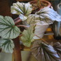 Begonia Don Miller (Begonia hybrid)