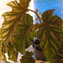begonia Silver Mist (begonia hybrid)