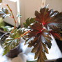 Begonia Brevirmosa (begonia hybrid)