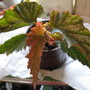 Begonia Springthaw (begonia hybrid)