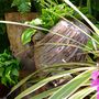 Part of the stumpery near the woodland garden