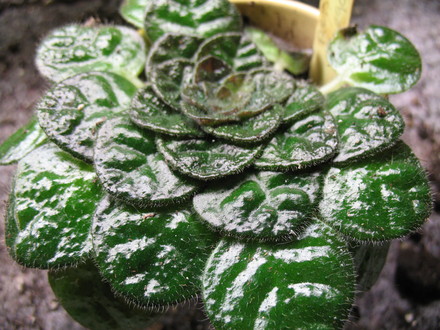 Petrocosmea begonnifolia (gesneriaceá)