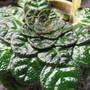 Begonniifolia