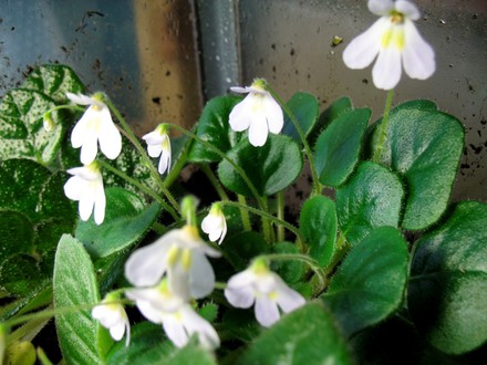 Petrocosmea barbata (gesneriaceá petrocosmea)