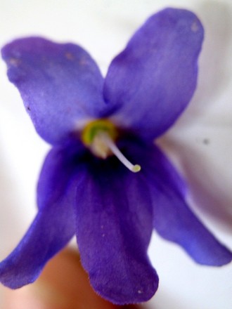 Petrocosmea nervosa flower (gesneriaceá)