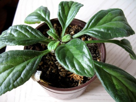 Chirita Piccolo (gesneriaceá chirita)