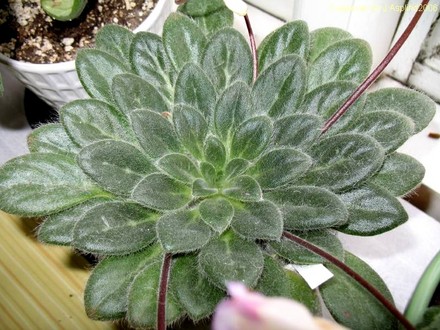Chirita gemella (gesneriaceá chirita)