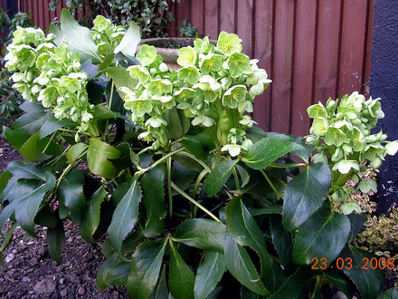 Helleborus argutifolius (Helleborus argutifolius (Corsican hellebore))