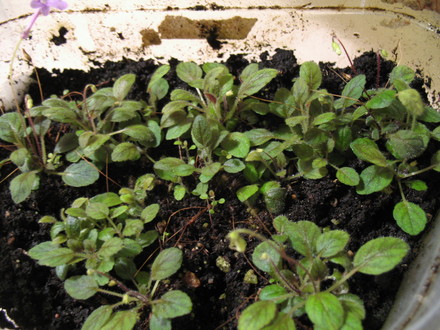 Alot of microsinningias, (gesneriaceá microsinningia)