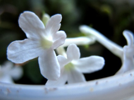 Microsinningia White Sprite (gesneriaceá microsinningia)