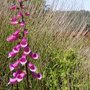 Foxglove (Digitalis purpurea)