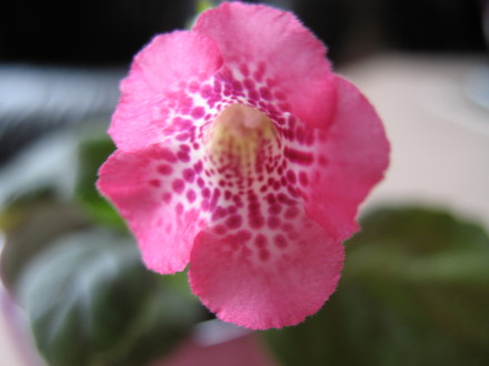 Minisinningia Cherry Chips (gesneriaceá minisinningia)