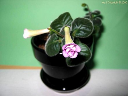 Minisinningia Caitlin (gesneriaceá minisinningia)
