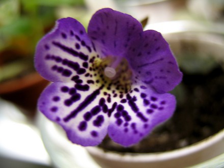 Minisinningia Flair (gesneriaceá minisinningia)