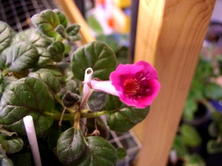 Minisinningia Fuschia Treasure (gesneriaceá minisinningia)