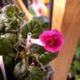 Fuchsia_treasure