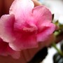 Rosy_ellen1