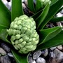 Fat Hyacinth (Hyacinthus orientalis (Hyacinth))