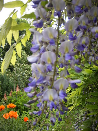 Wisteria Sinensis