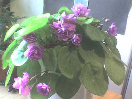 african_violet0407.jpg
